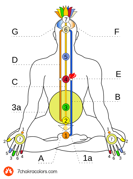 Diagram of Ida, Pingala and Shushumna Channels
