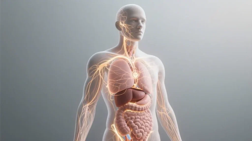 3d render of human body with internal organs