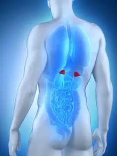 adrenal-glands-location-diagram