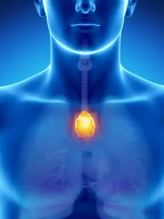 thymus-gland-location-diagram