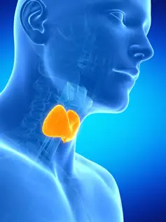 thyroid-gland-location-diagram