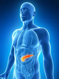 pancreas-gland