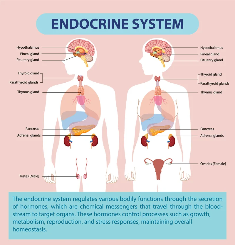 Diagram showing endocrine system in man and woman