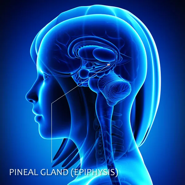 Illustration of a human brain with indicated position of pineal gland.