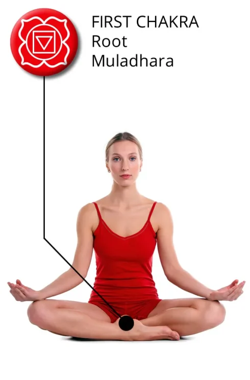 diagram showing a woman sitting in lotus pose with indication of the location of root chakra