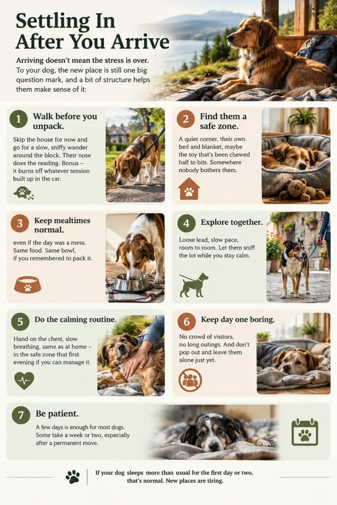 Infographic showing seven ways to help a dog settle after traveling, including walking, creating a safe space, maintaining meal routines, exploring together, calming touch and patience.